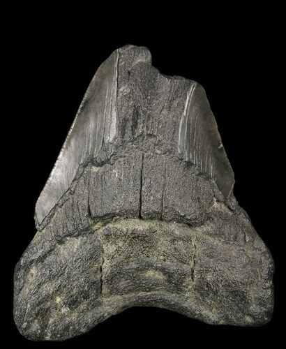Partial, Megalodon Tooth - Georgia #57897